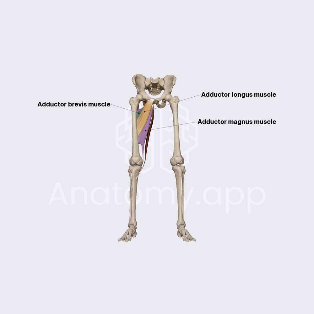 Inner thigh muscles (adductor longus, brevis and magnus)