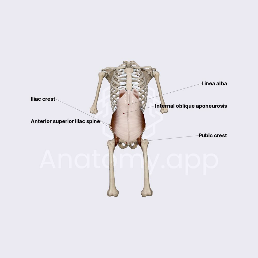 Internal abdominal oblique muscle
