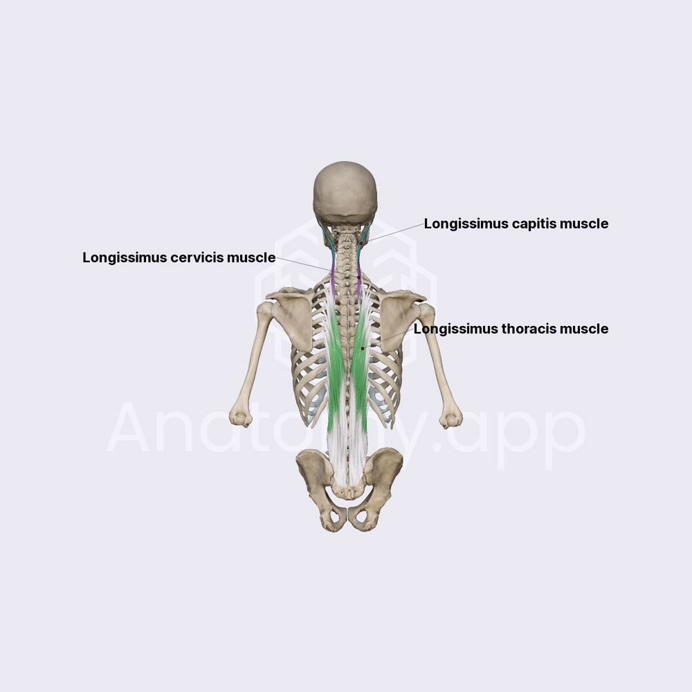 Longissimus muscles
