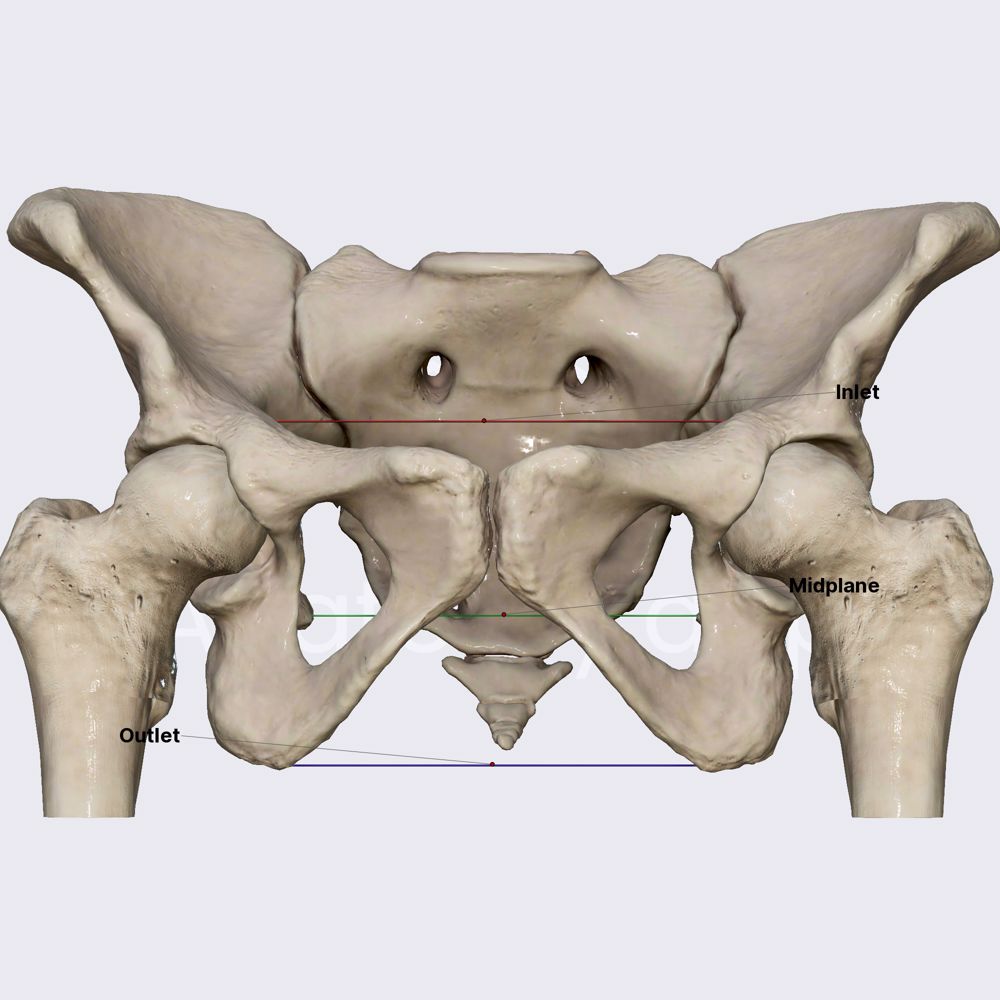 Pelvic inlet, mid pelvis, and pelvic outlet