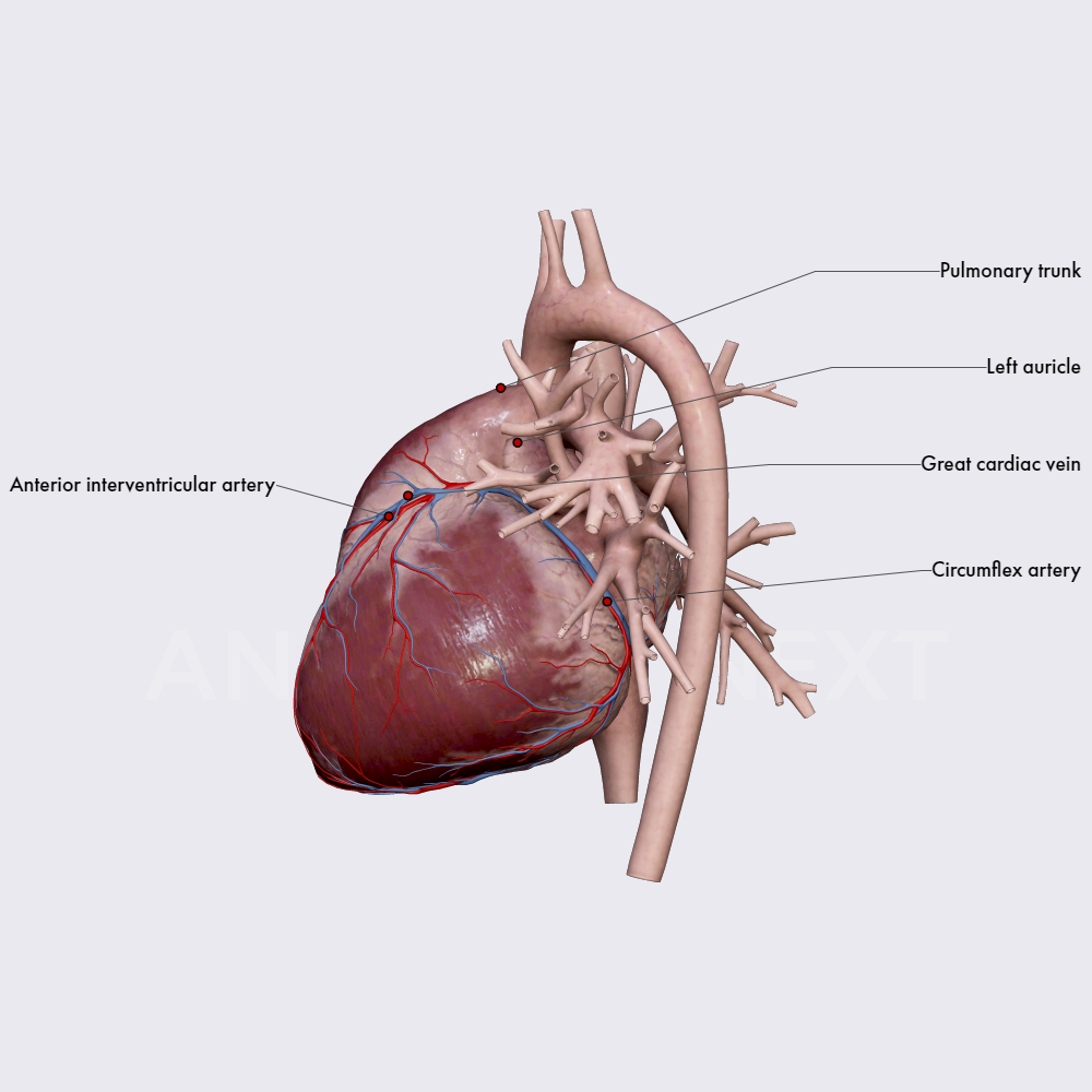 Left coronary artery (LCA)