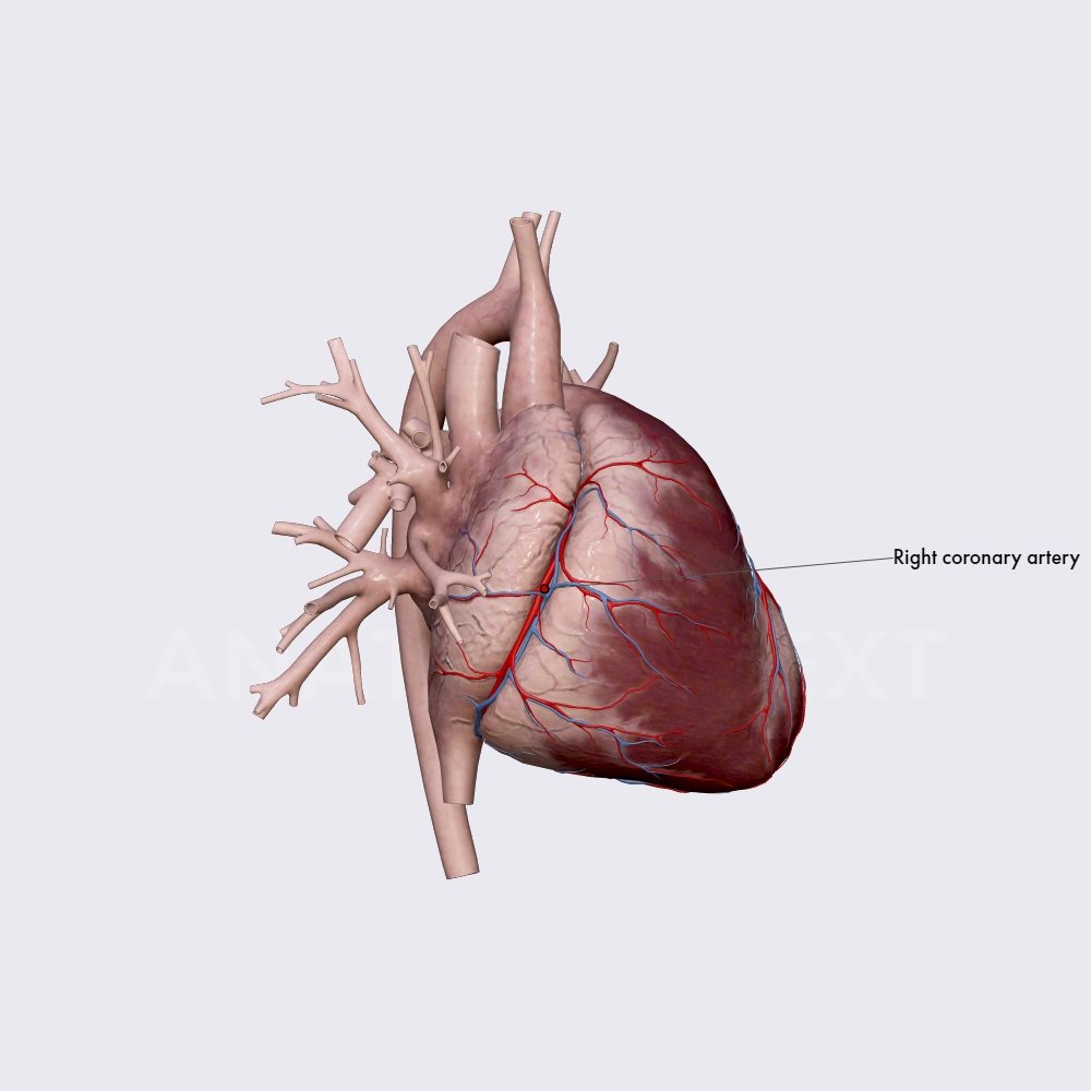 Right coronary artery (RCA)