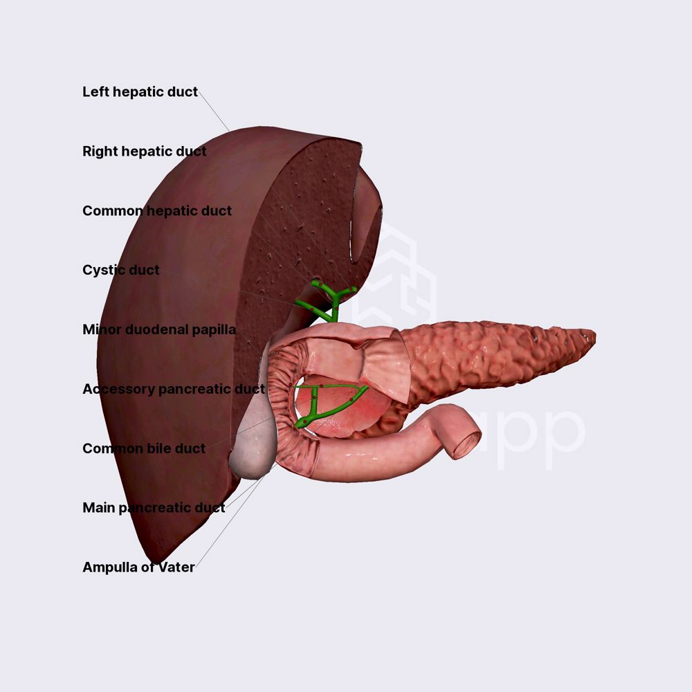 Biliary ducts