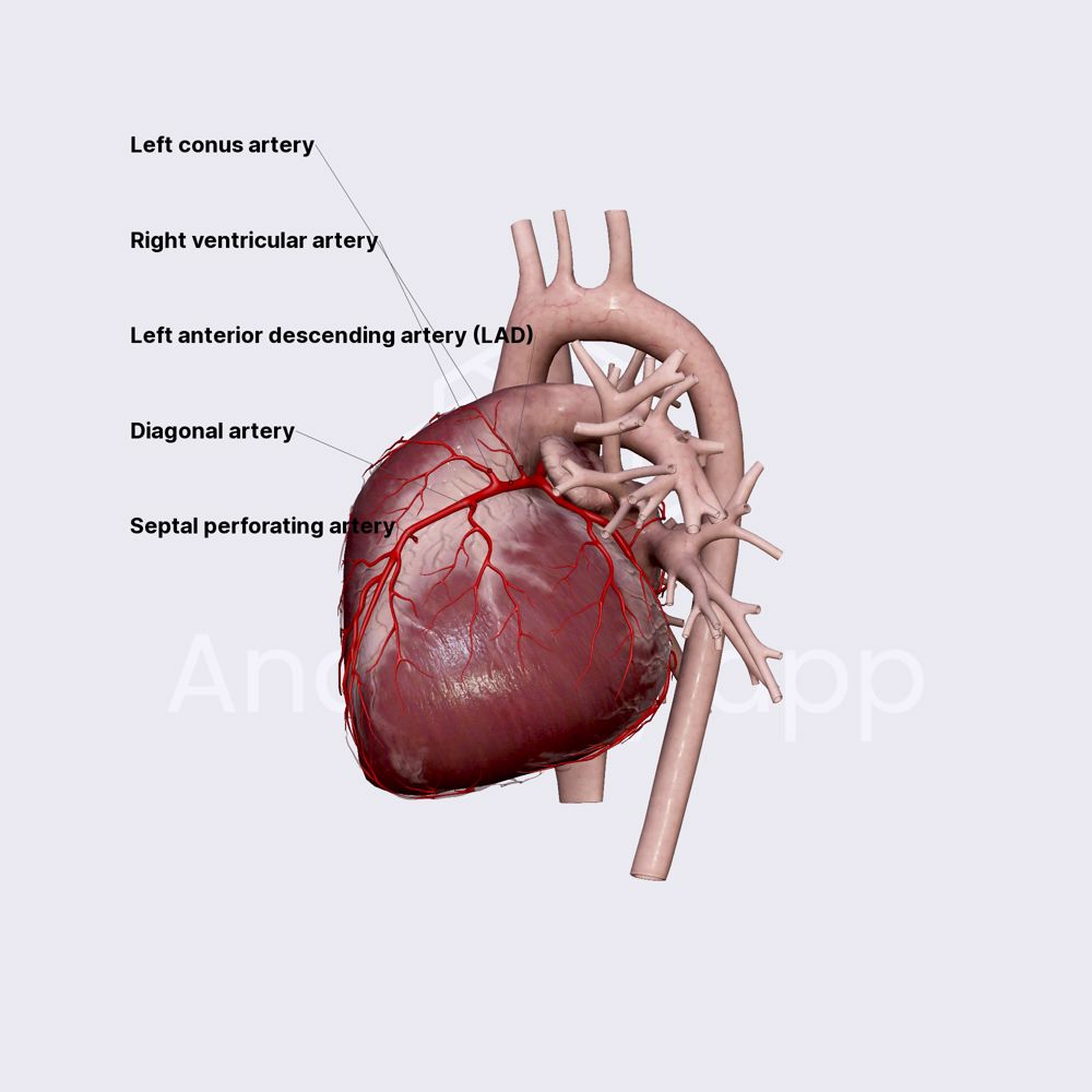 Left anterior descending artery (LAD)