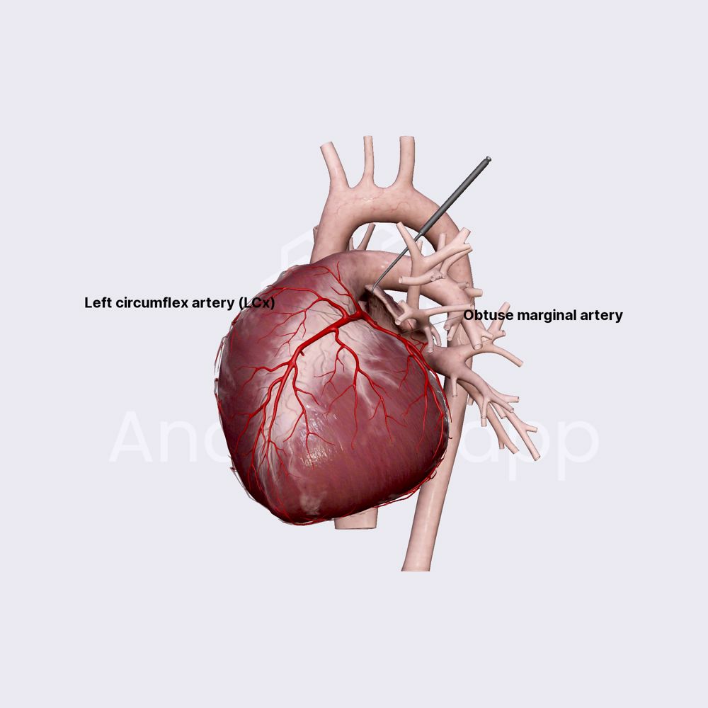 Left circumflex artery (LCx)