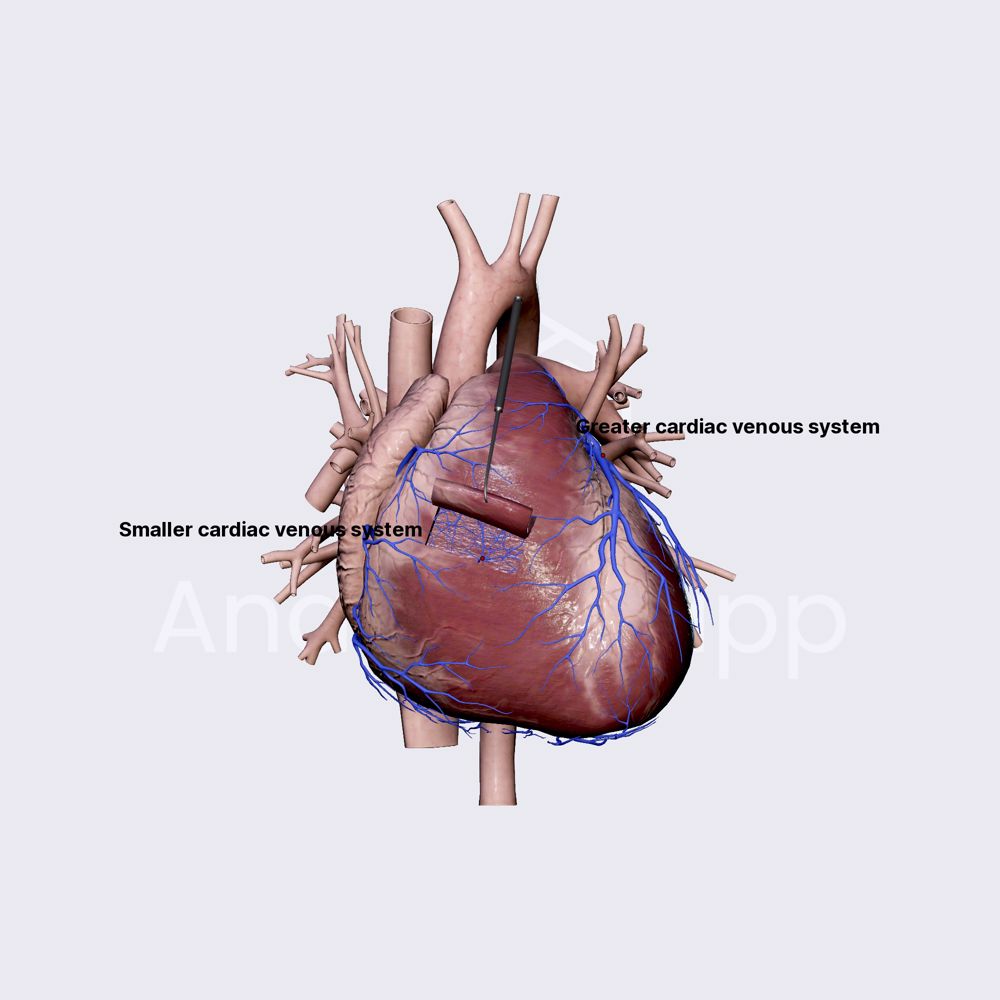 Coronary veins (venous drainage of heart)