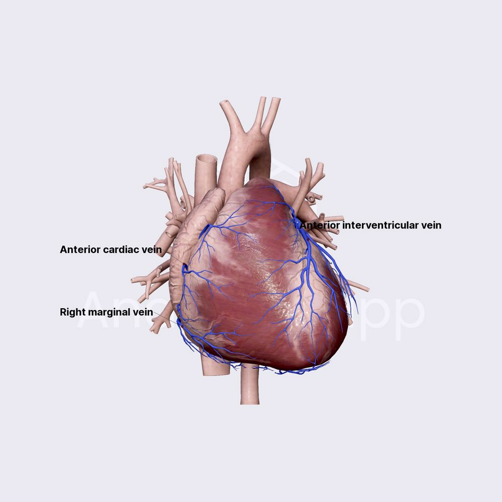 Greater cardiac venous system