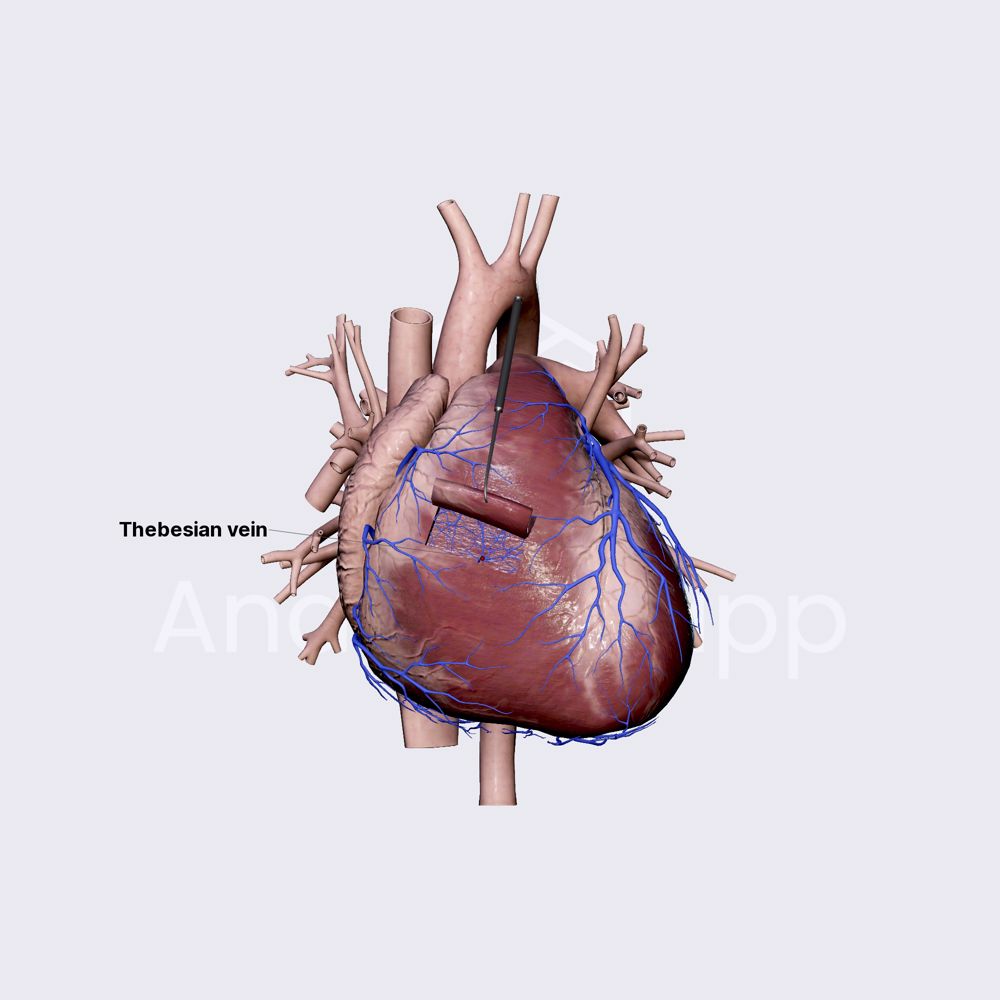 Smaller cardiac venous system