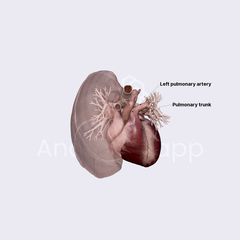 Pulmonary trunk