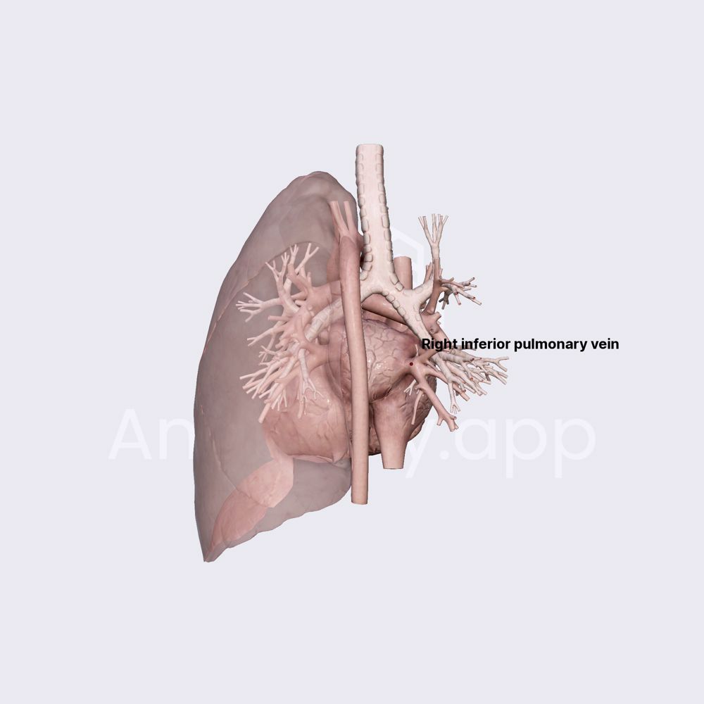 Pulmonary veins