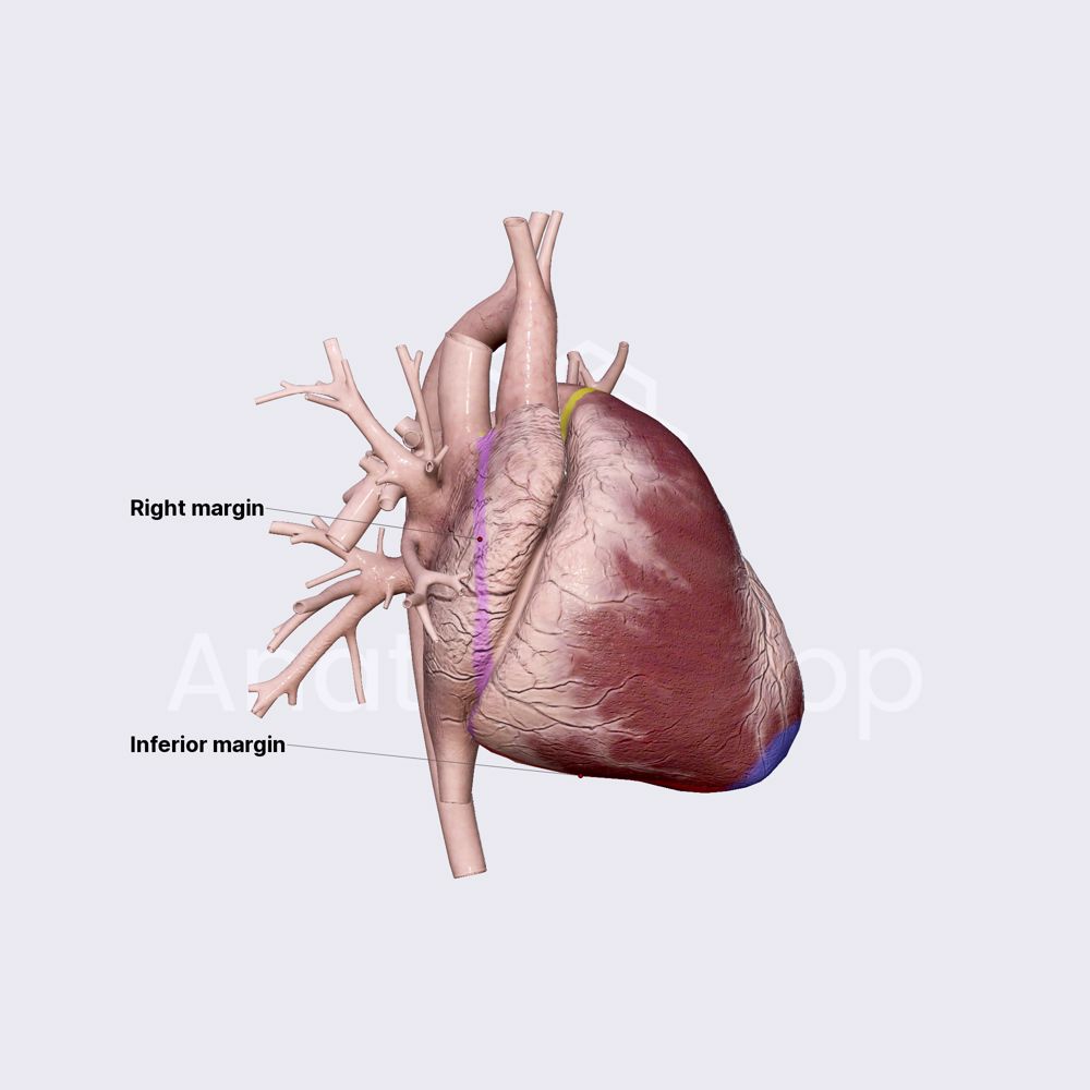 Margins of heart