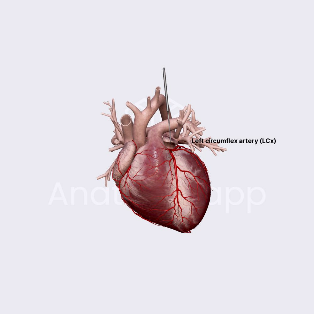 Coronary arteries (arterial blood supply of heart)