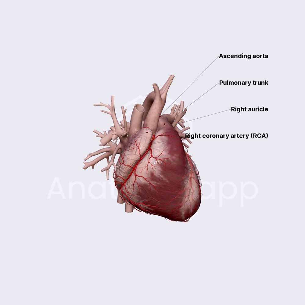 Right coronary artery (RCA)