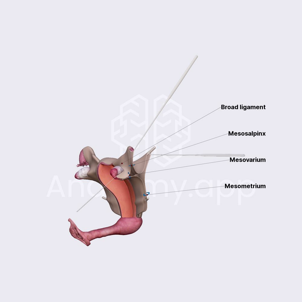 Broad ligament of uterus
