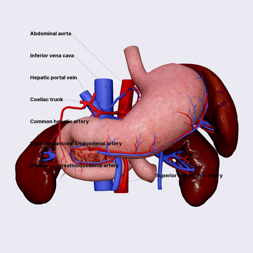 Blood supply of duodenum