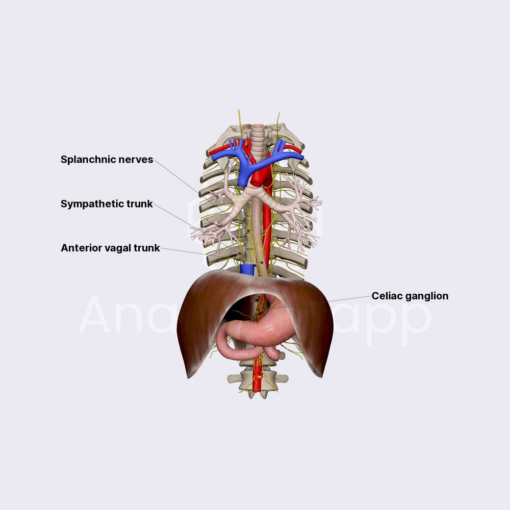 Innervation of duodenum