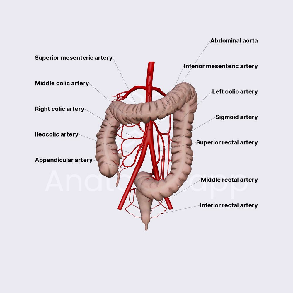 Arterial blood supply of large intestine