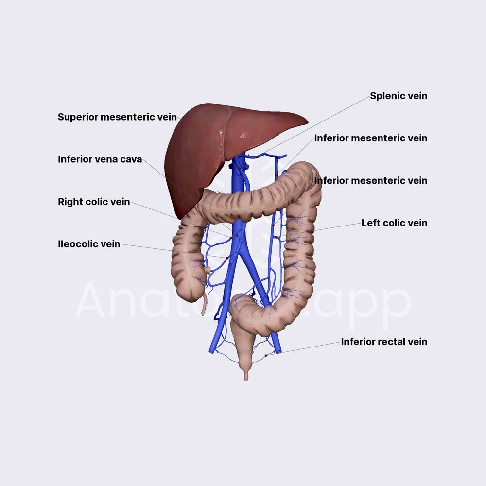 Venous drainage of large intestine