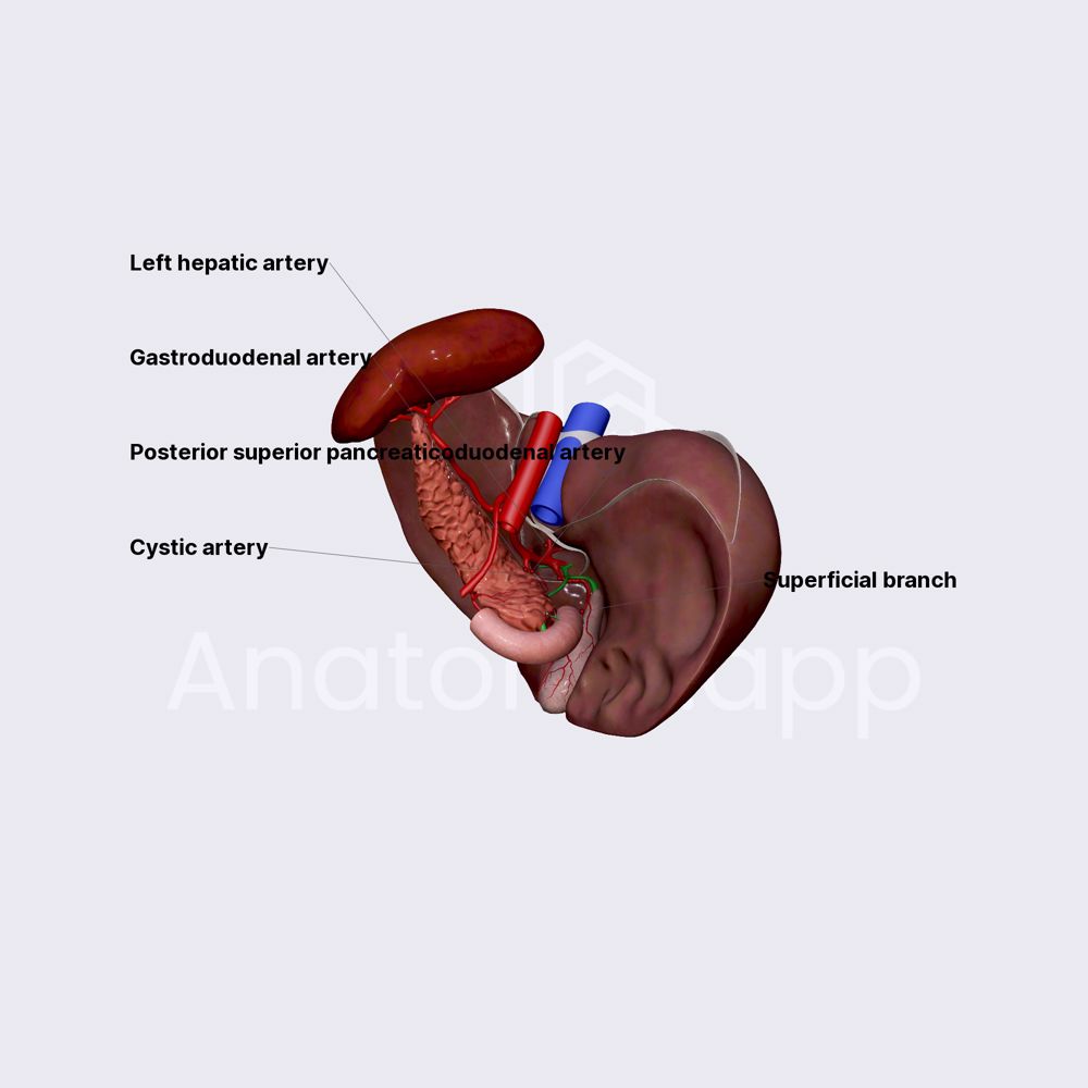 Arterial blood supply