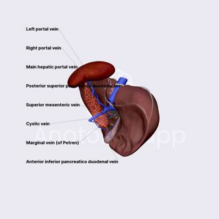 Venous drainage of biliary system image