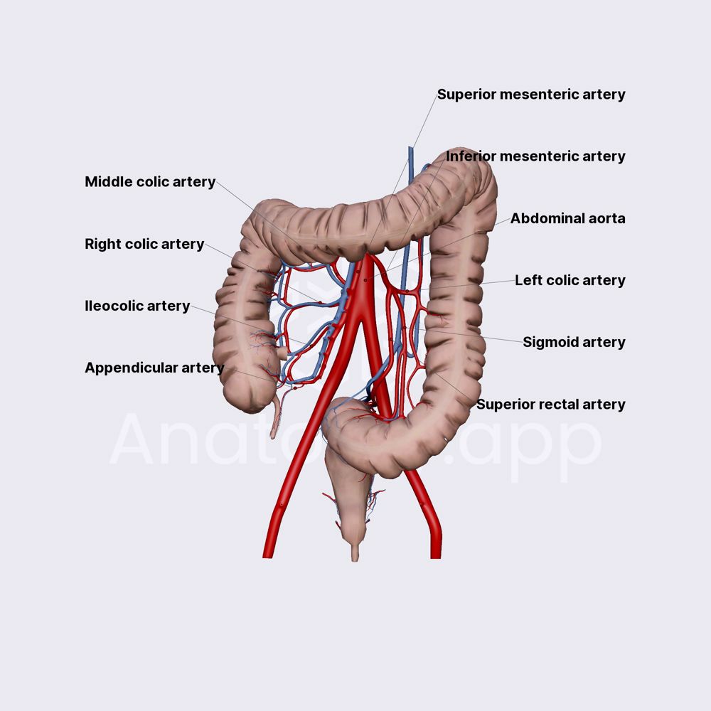 Arterial blood supply of cecum and colon