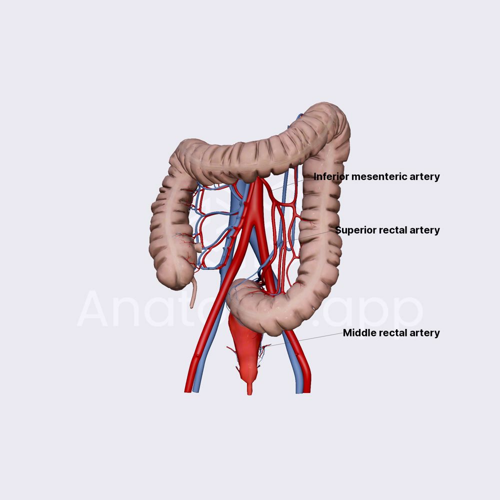 Arterial blood supply of rectum and anal canal