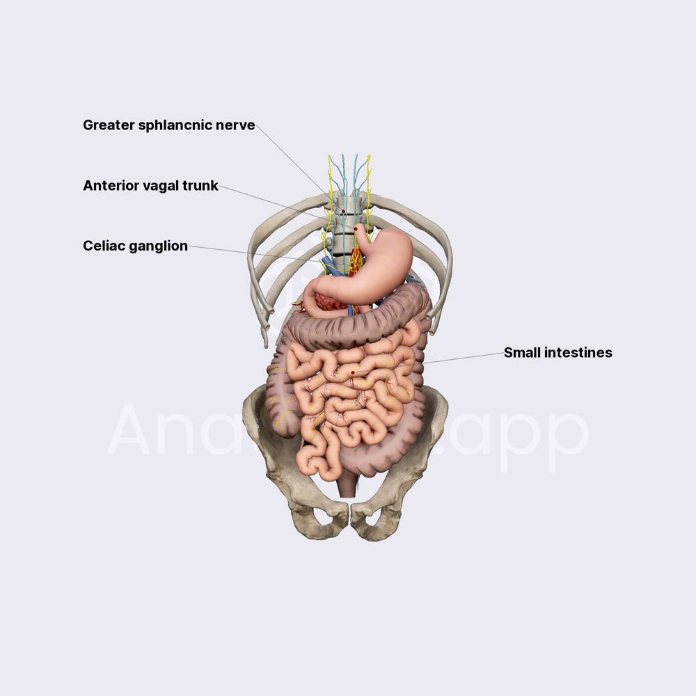 Innervation of intestines