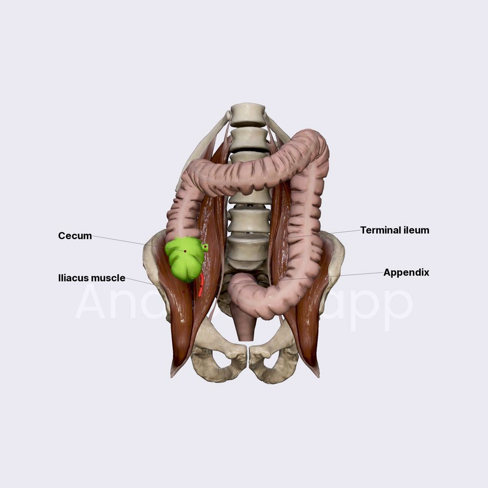 Cecum and vermiform appendix