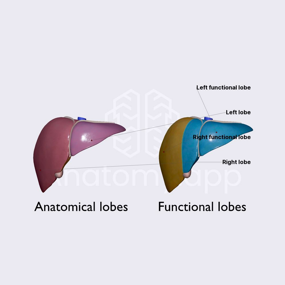 Anatomical and functional divisions of liver