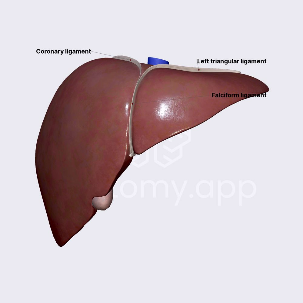 Ligaments of liver