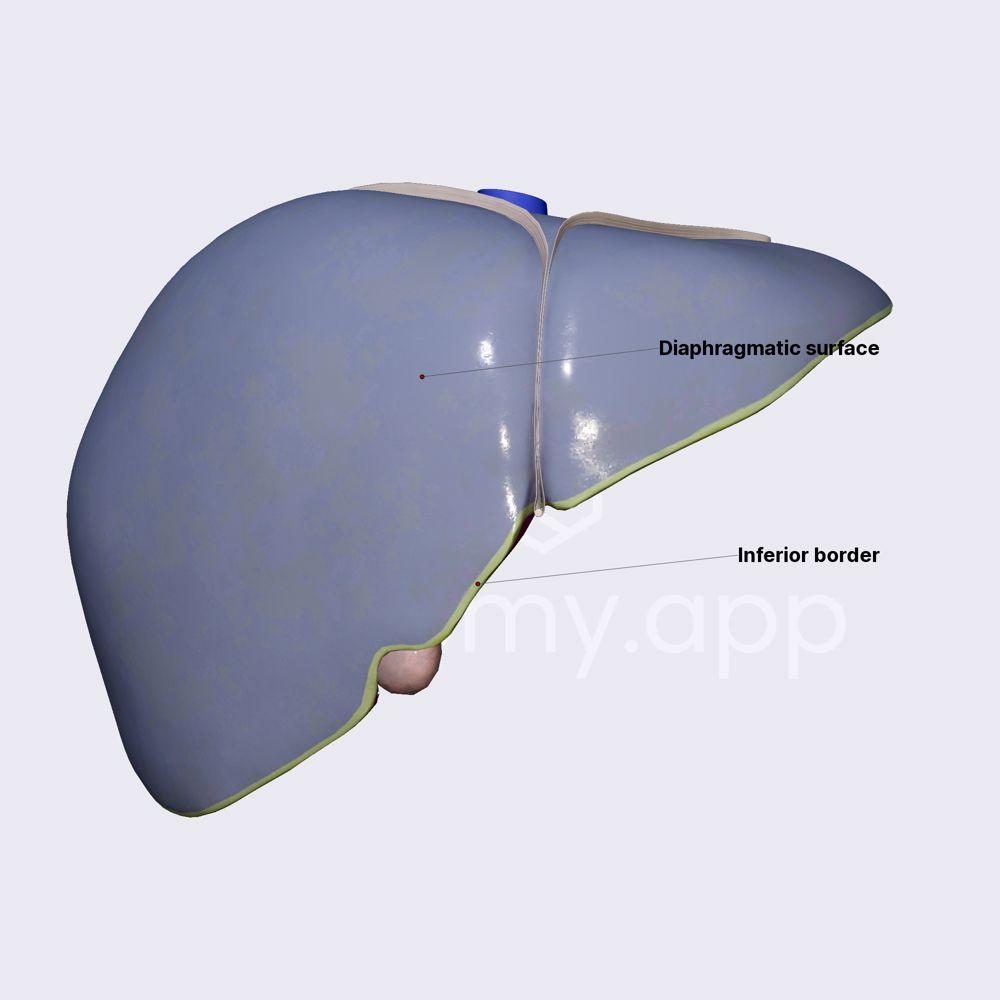Surfaces and border of liver