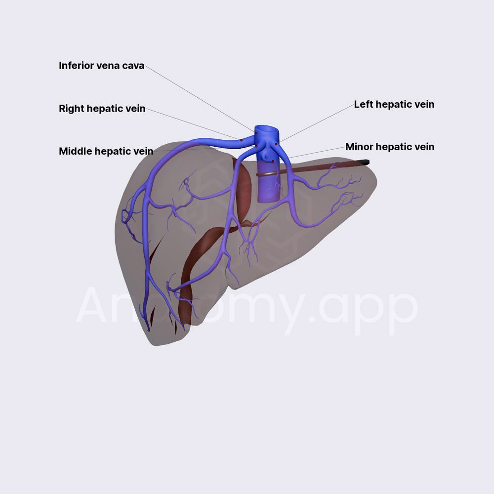 Venous drainage of liver