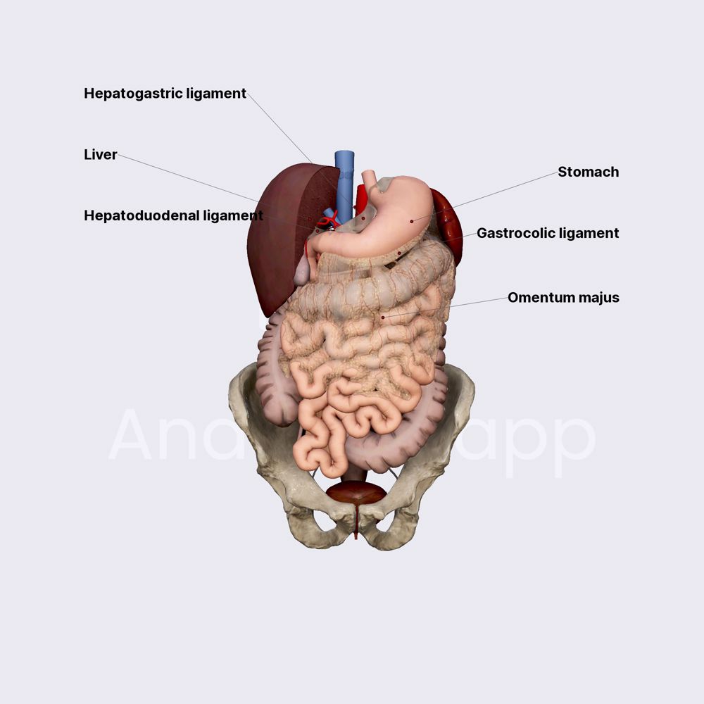 Location and relations of stomach
