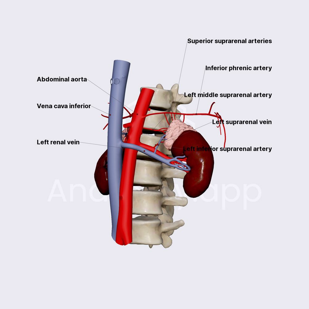 Blood supply and innervation of adrenal glands