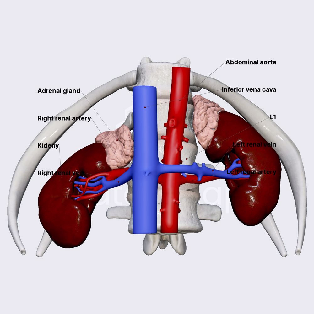 Blood supply of kidneys