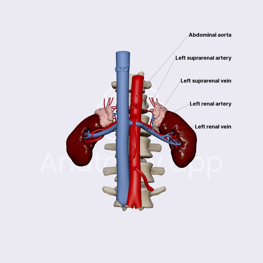 Blood supply of kidneys