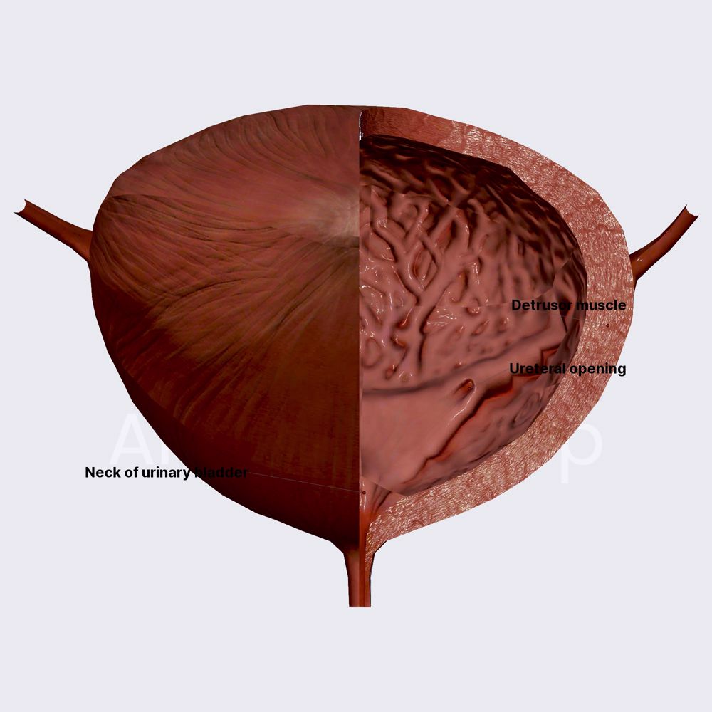 Internal structure of bladder