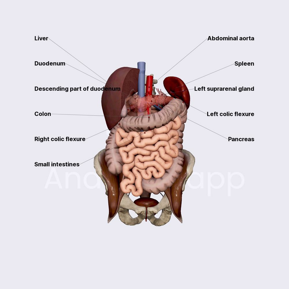 Relations of kidneys