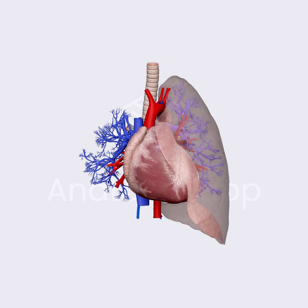 Blood supply of lungs