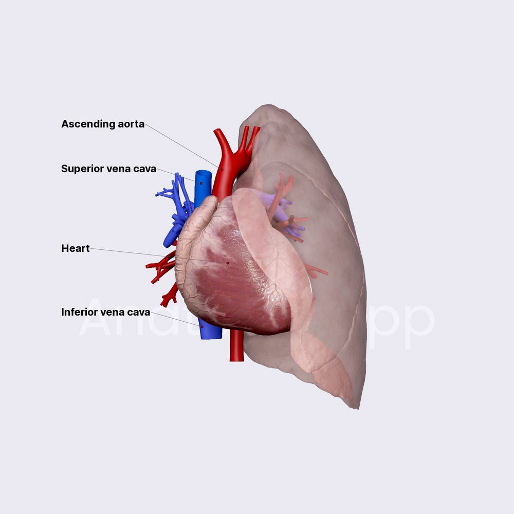Pulmonary circulation