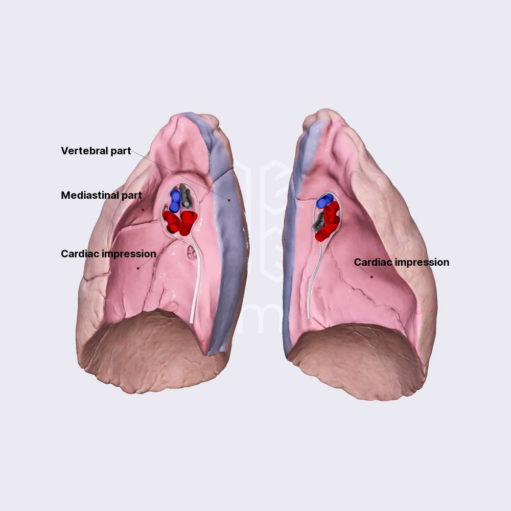 Medial surface of lungs