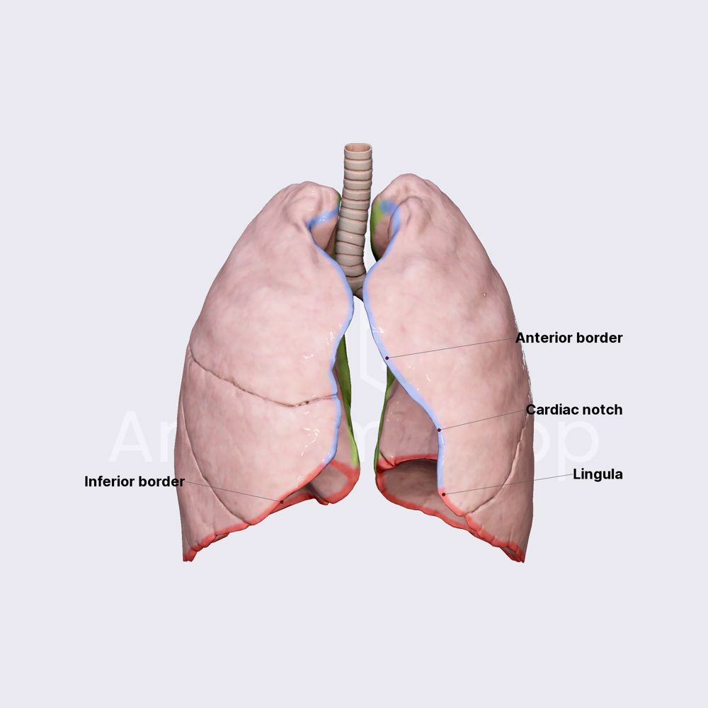 Borders of lungs