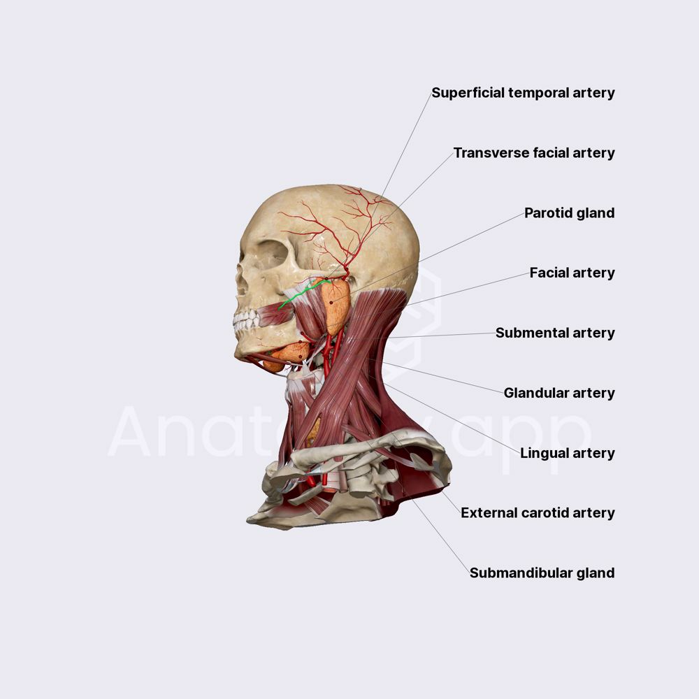 Arterial blood supply of salivary glands