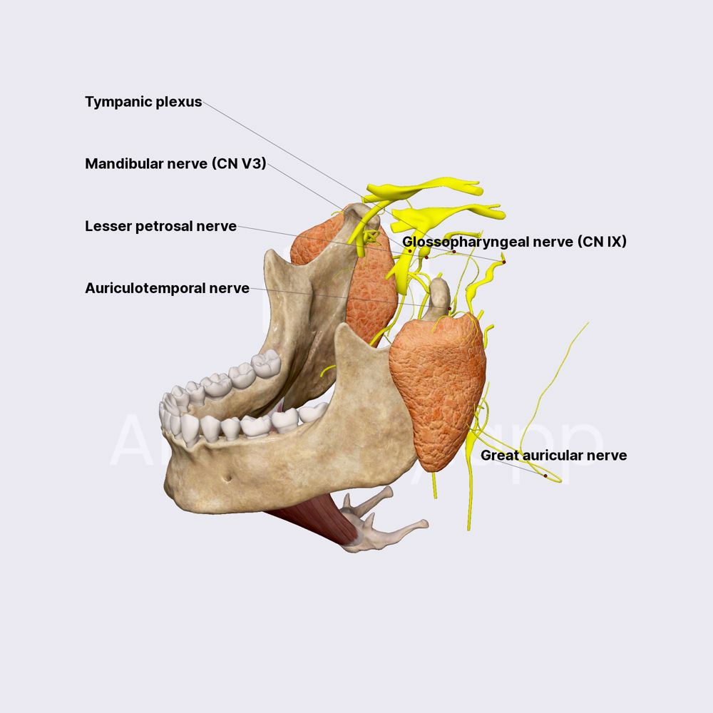 Innervation of salivary glands (parotid gland)