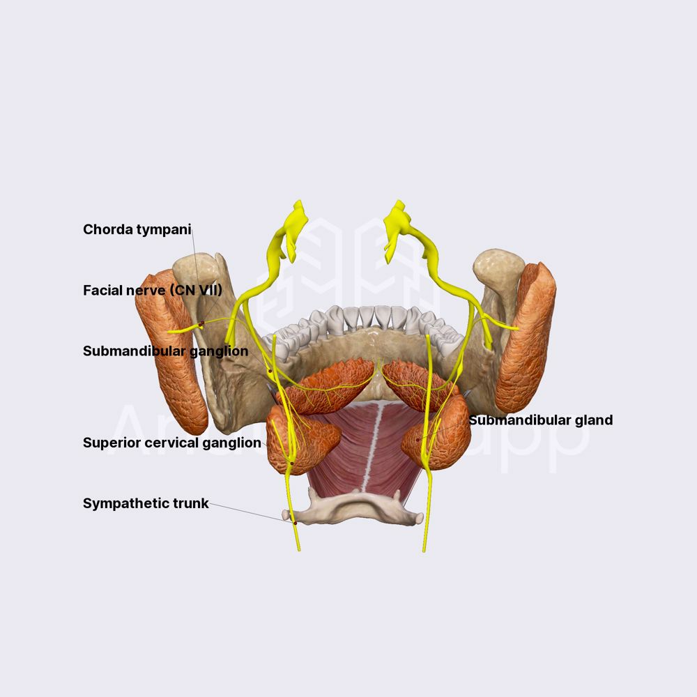 Innervation of salivary glands (submandibular and sublingual glands)