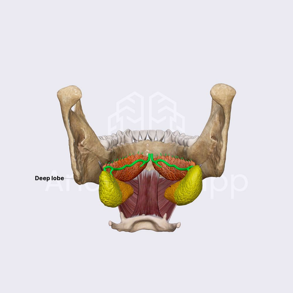 Lobes of submandibular gland