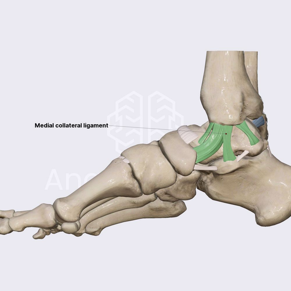 Ligaments of ankle joint (part 1)