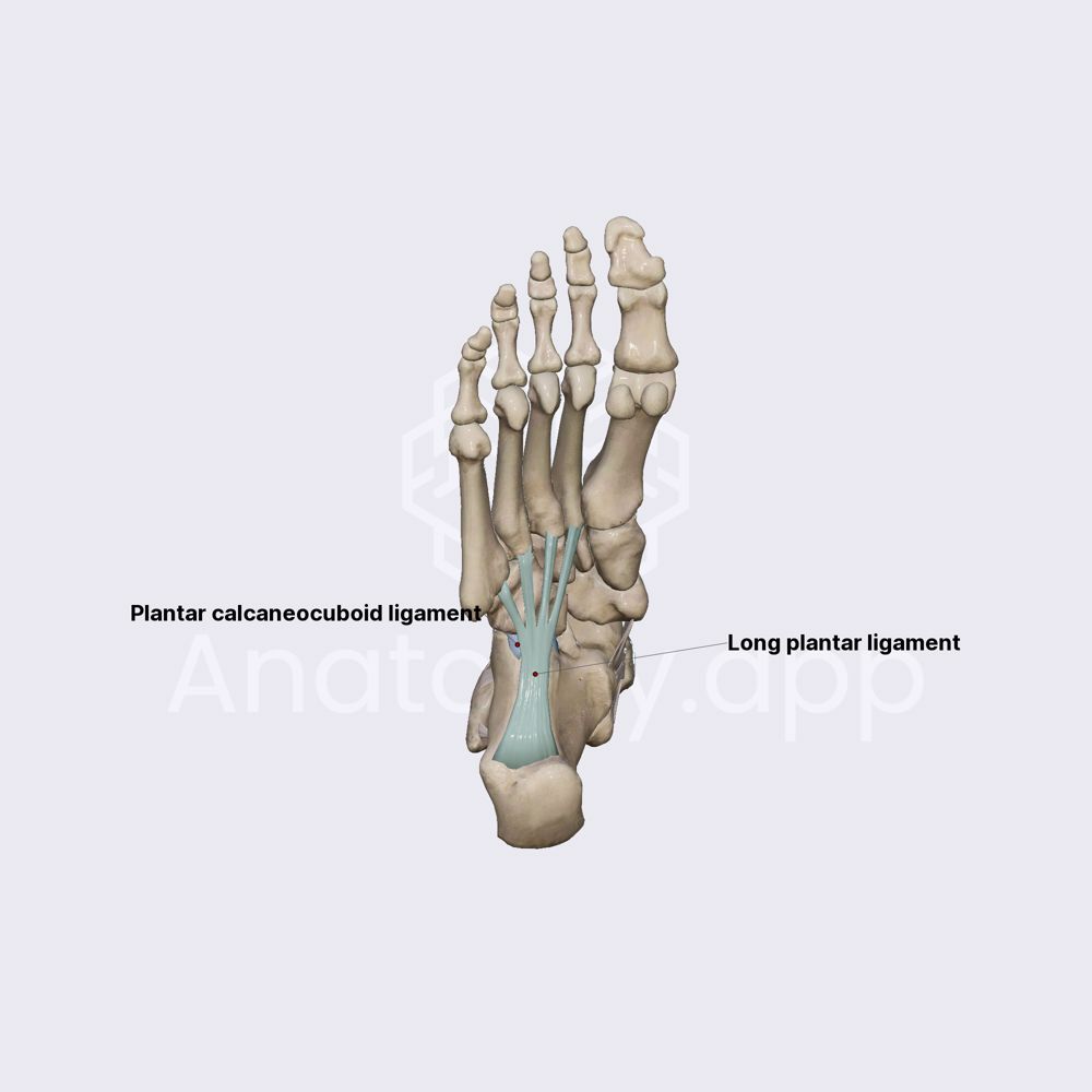 Ligaments of calcaneocuboid joint