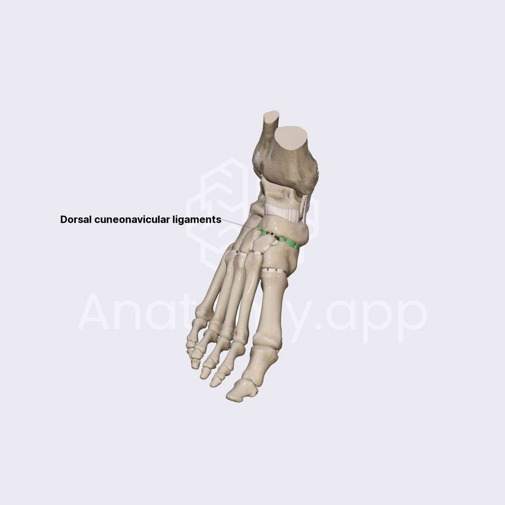 Ligaments of cuneonavicular joint