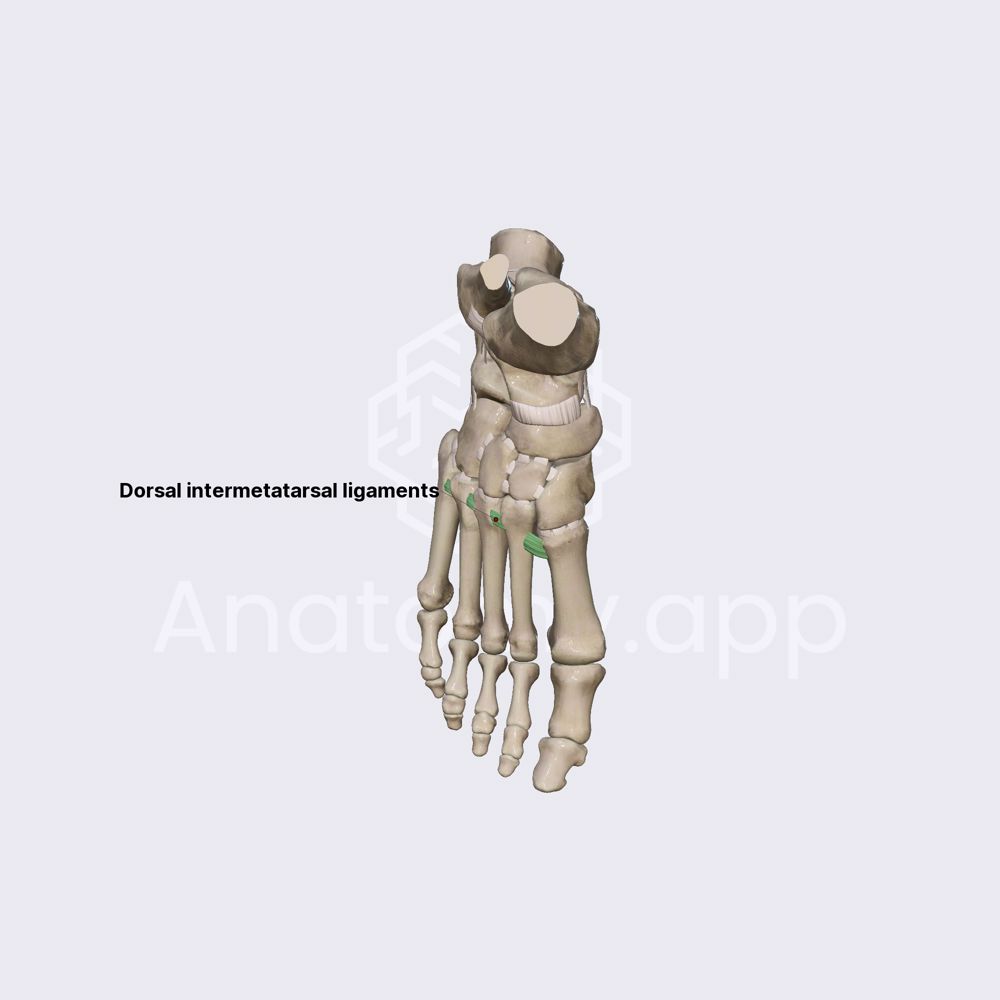 Ligaments of intermetatarsal joints